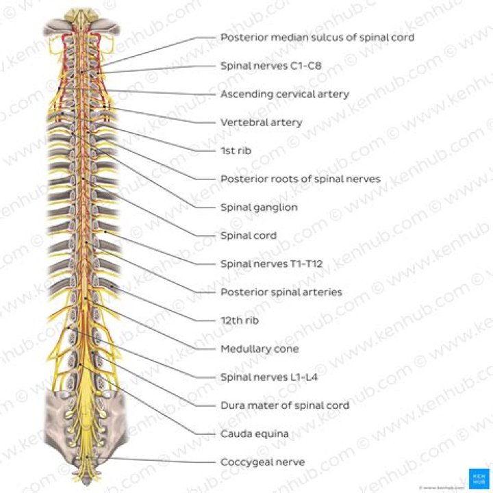 What is the structure and function of the spinal cord