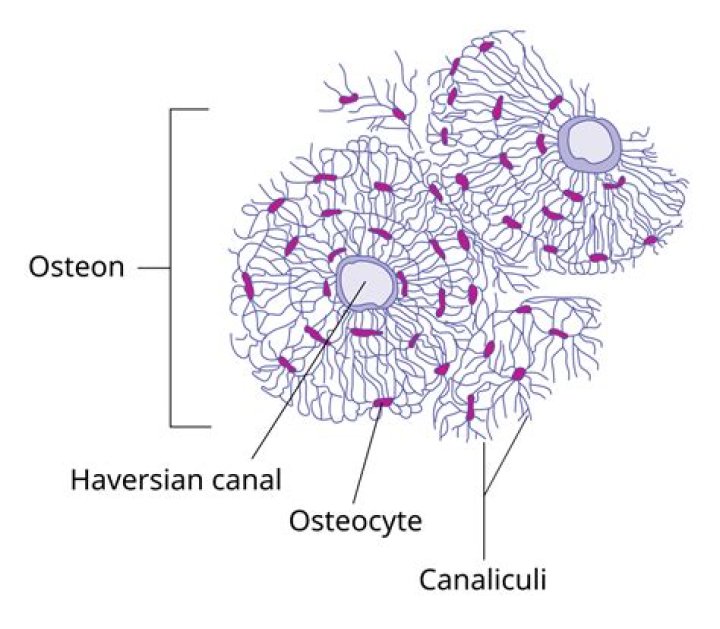 What is the structure of a osteon