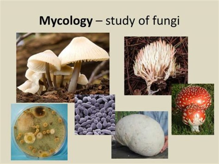 What is the study of fungi called