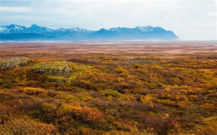 What is the vegetation of tundra