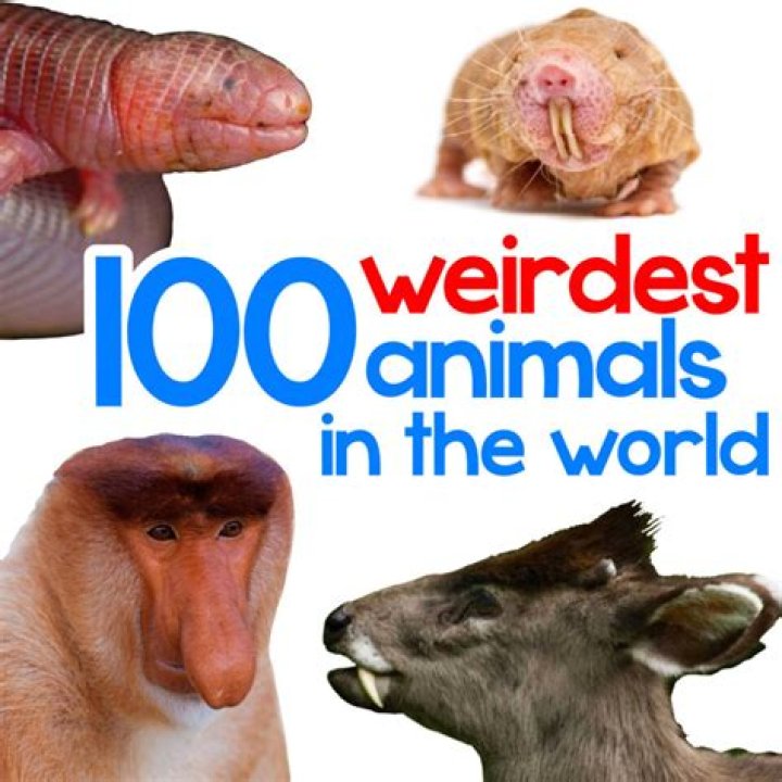 What is the weirdest looking goat
