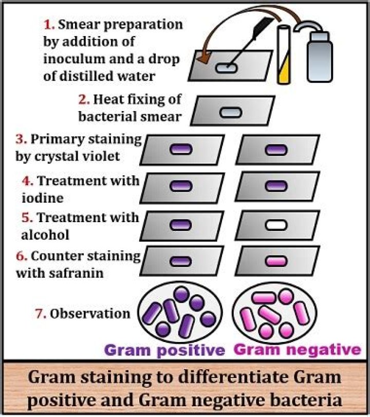 What is used in Gram staining