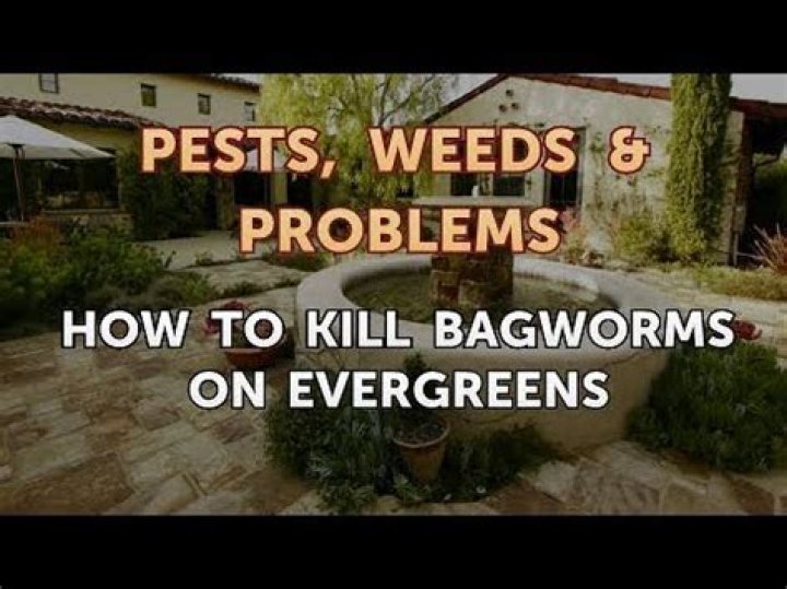 What kills bagworms on evergreens