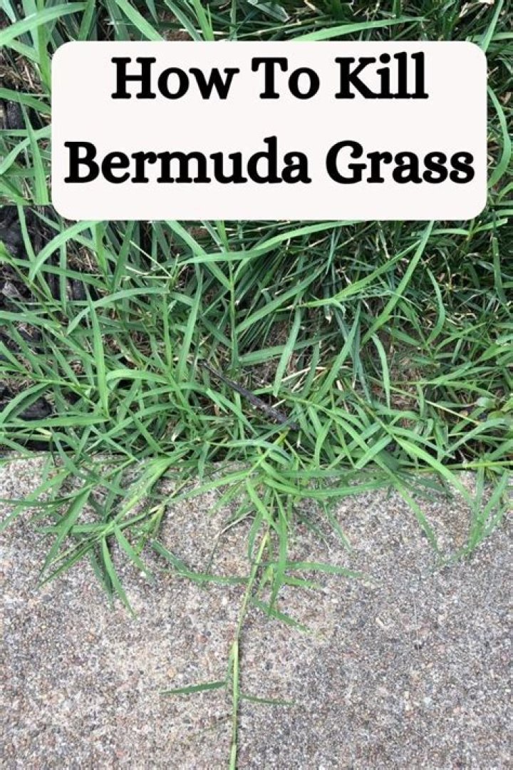 What kills Bermuda grass without centipede