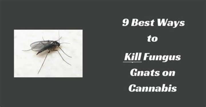 What kills fungus gnats instantly