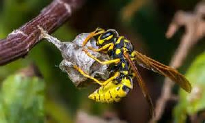 What kills ground wasps instantly
