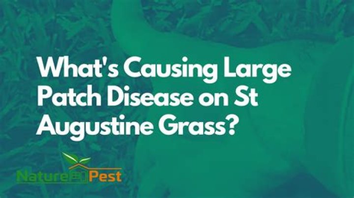 What kills large patches of grass