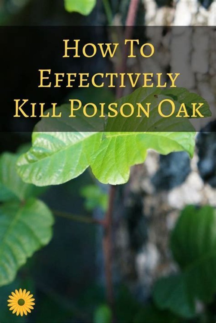 What kills poison oak permanently