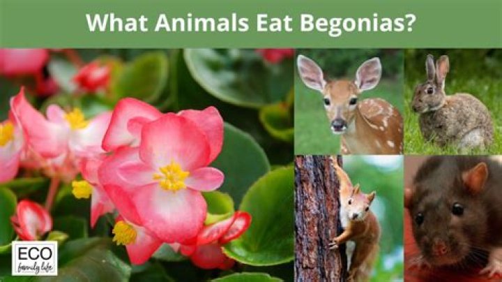 What kind of animals eat begonias