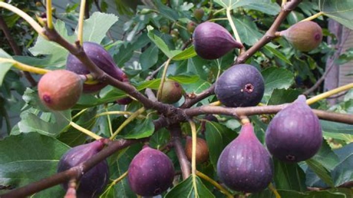 What kind of fig tree is best