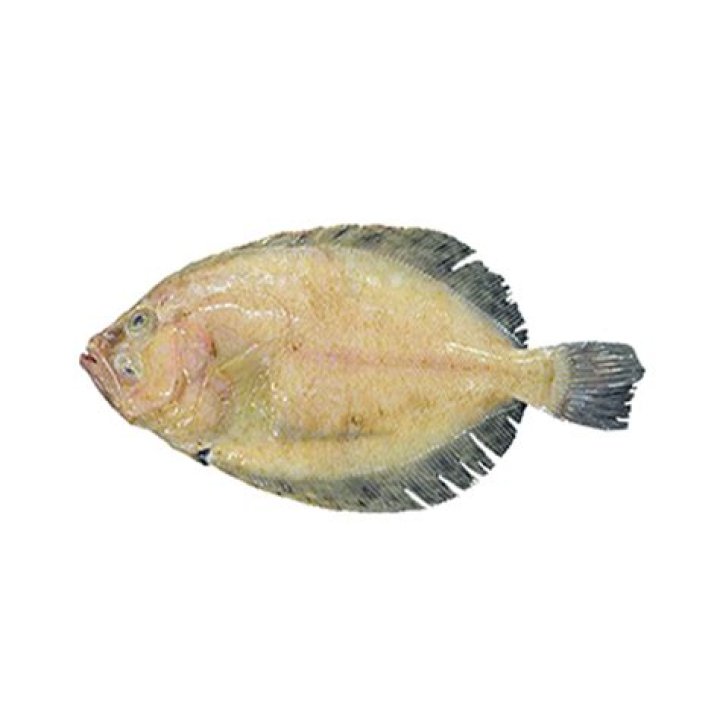 What kind of fish is a plaice