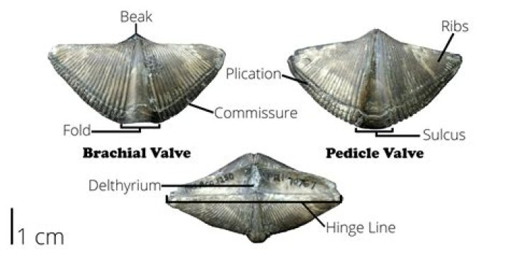 What kind of fossil is Brachiopod