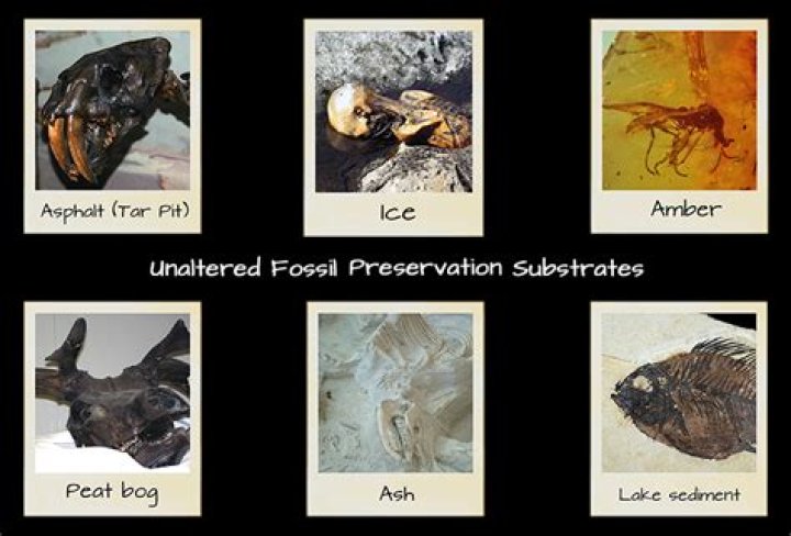 What kind of fossils are found in the La Brea Tar Pits