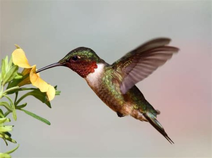 What kind of hummingbird is brown