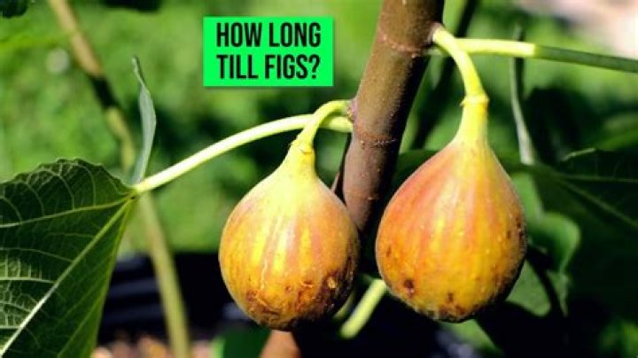 What kind of root system does a fig tree have