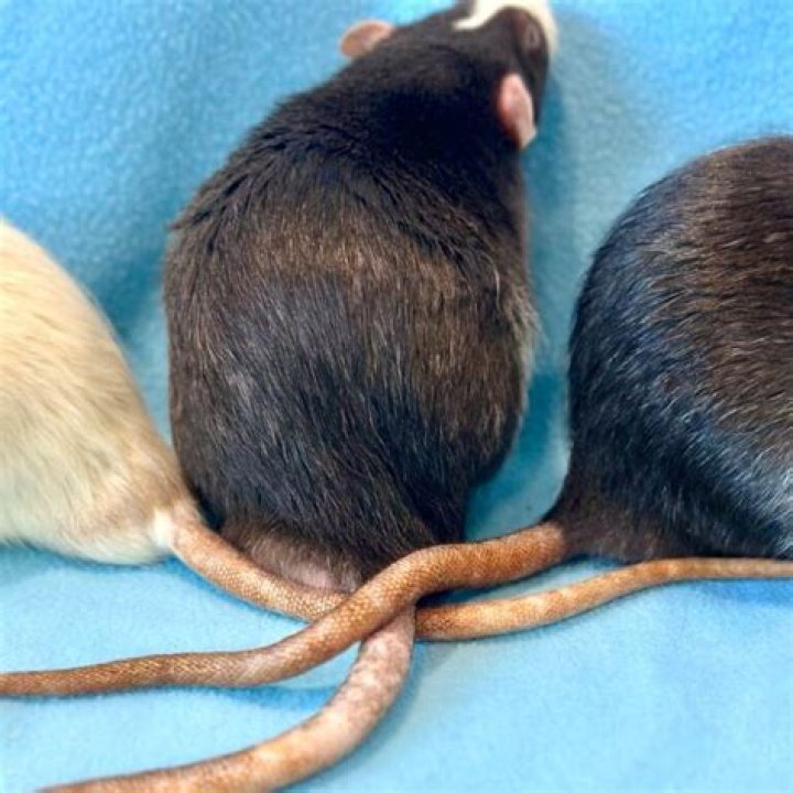 What kind of tail does a rat have