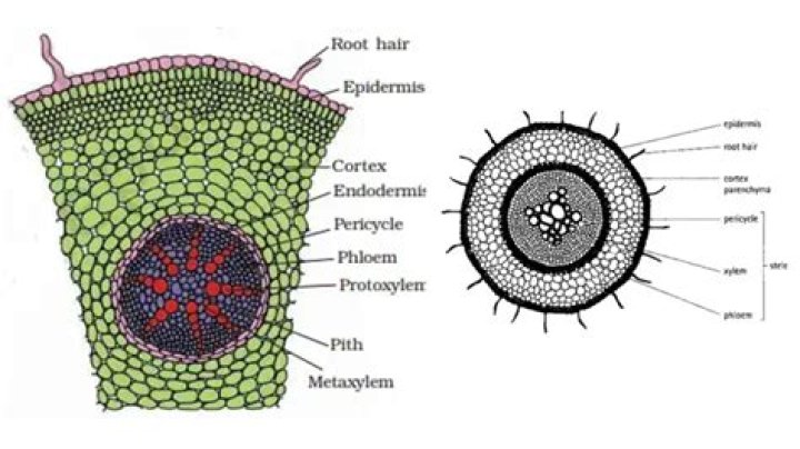 What kind of tissue is endodermis
