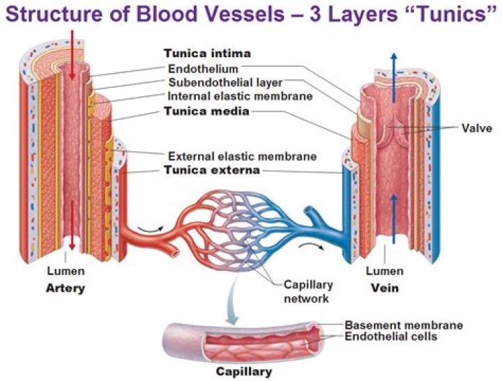 What layer contains blood vessels