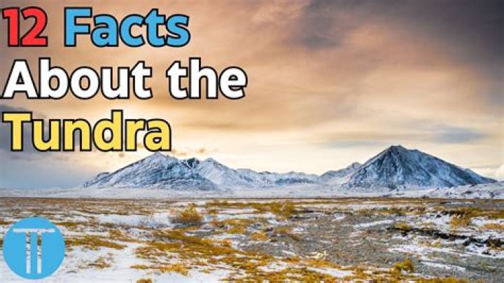 What makes the tundra interesting