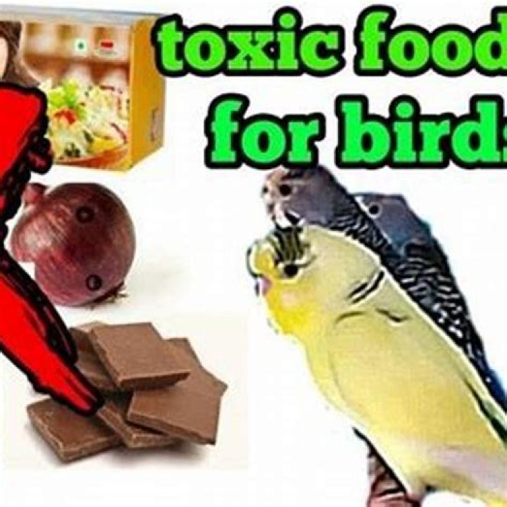 What materials are toxic to birds
