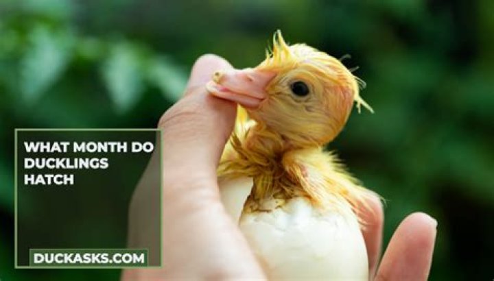 What month do ducklings hatch
