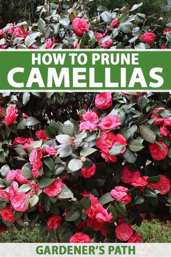 What month do you prune camellias