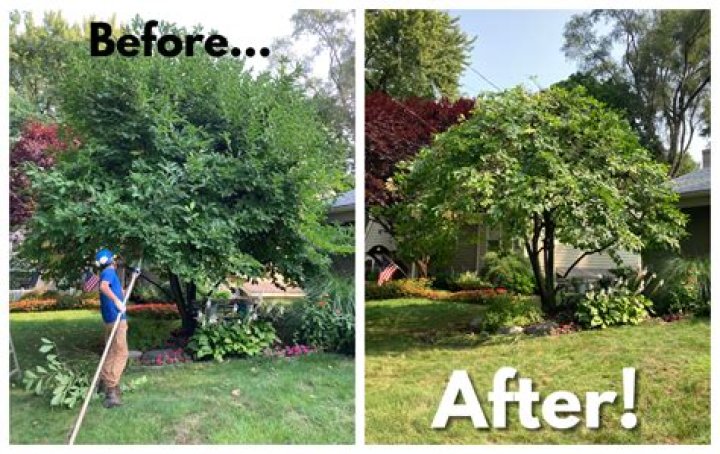 What month should trees be pruned