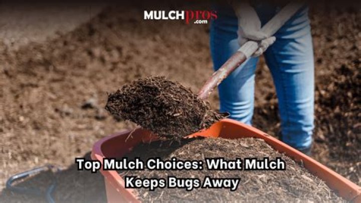 What mulch keeps roaches away