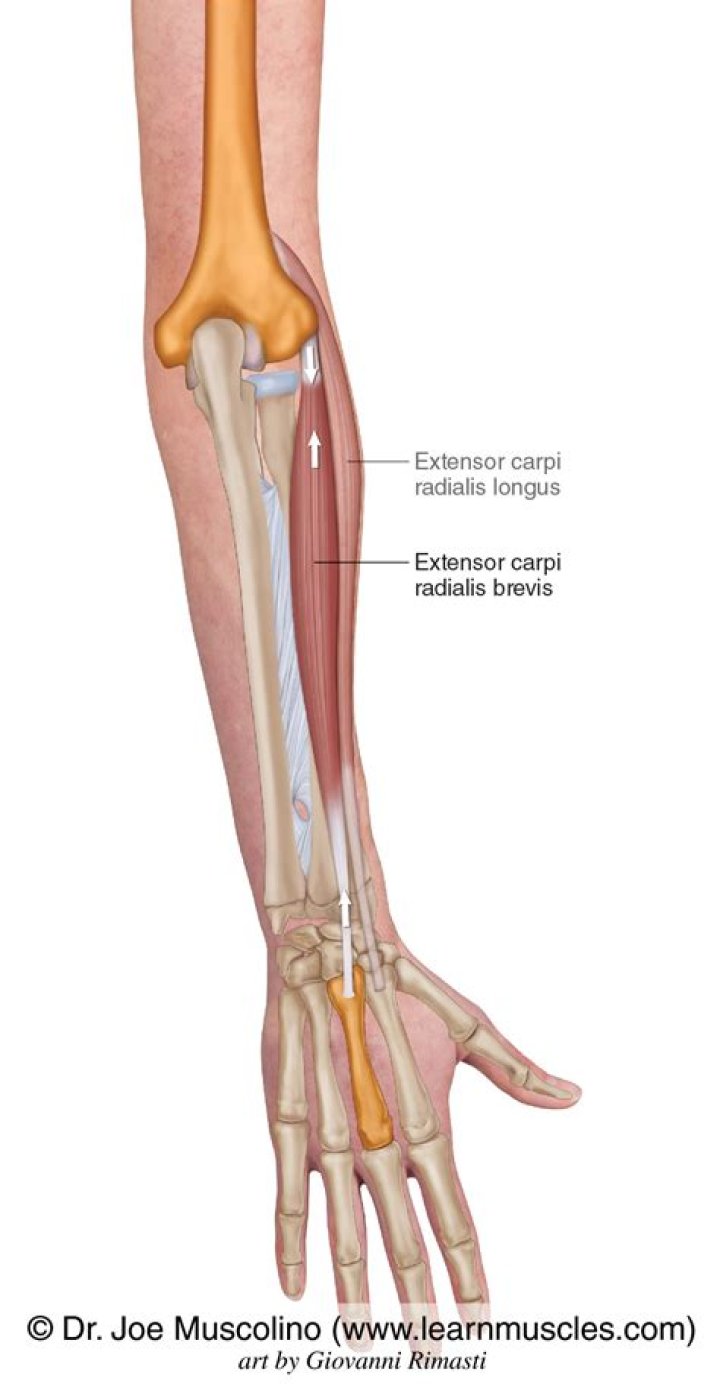 What muscles are extensor muscles