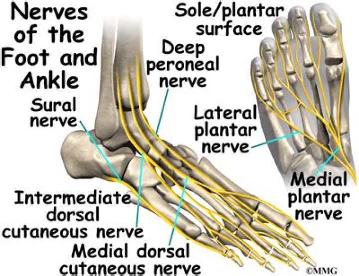 What nerve controls the ankle