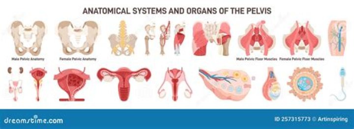 What organs are in the pelvis