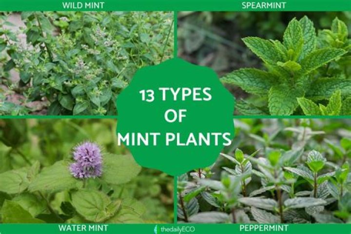 What part of the mint plant is used