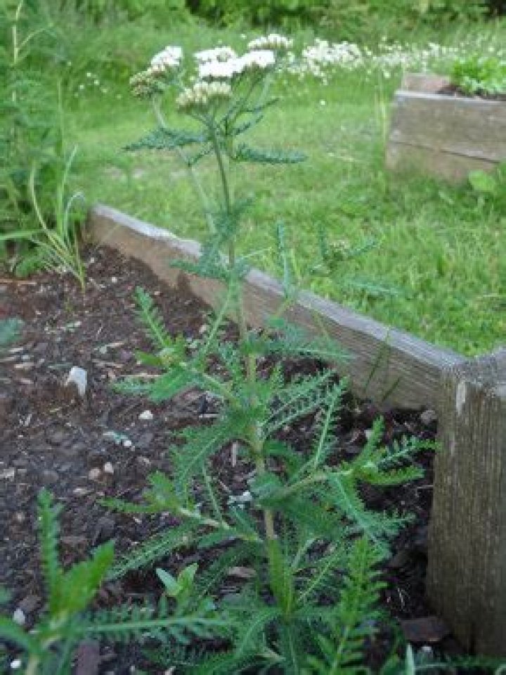 What part of yarrow is edible