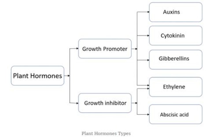 What plant hormones affect growth