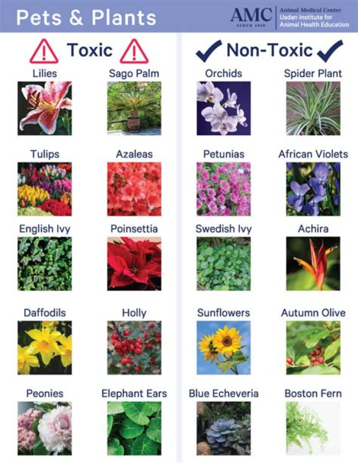 What plant is toxic to cattle