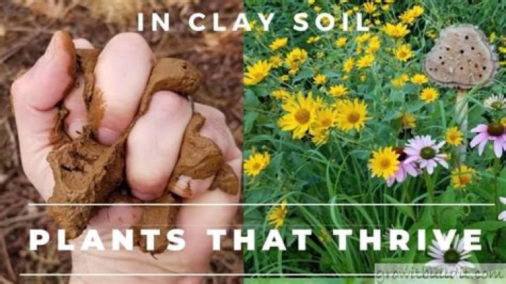 What plants are good in clay soil