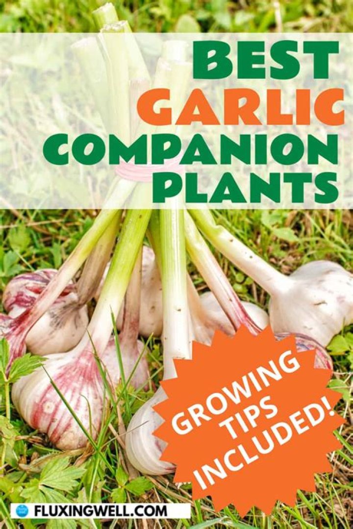 What plants grow well with garlic