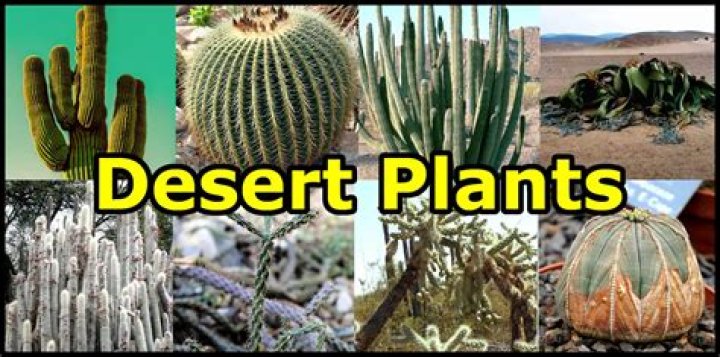 What plants lives in a desert