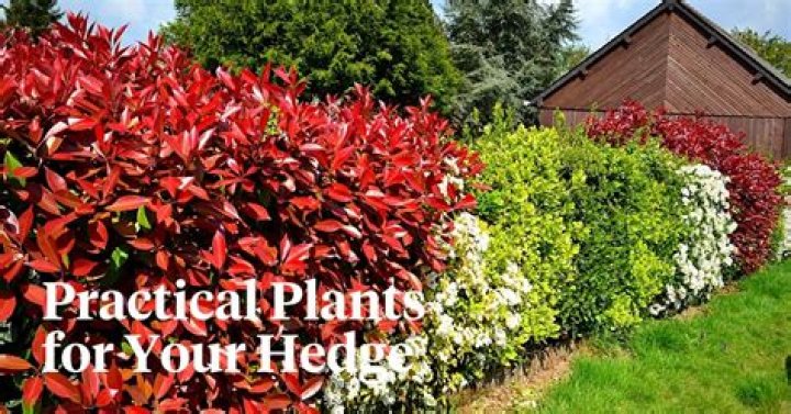 What plants make a nice hedge