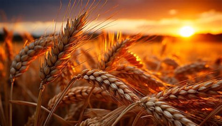 What products contain durum wheat