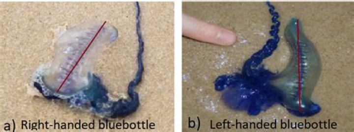 What purpose do bluebottles serve