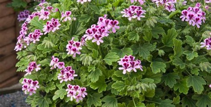What scent is similar to geranium
