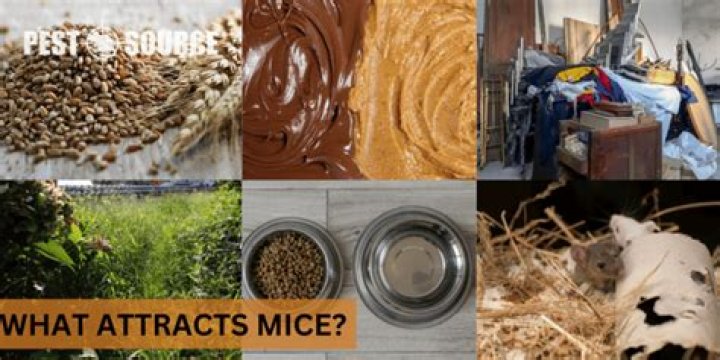 What smell attracts mice the most