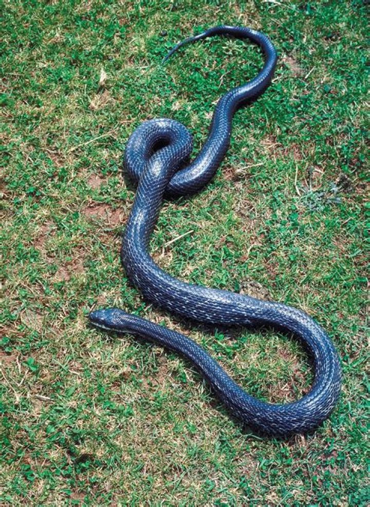 What snake looks like a rat snake