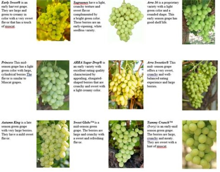What species are table grapes