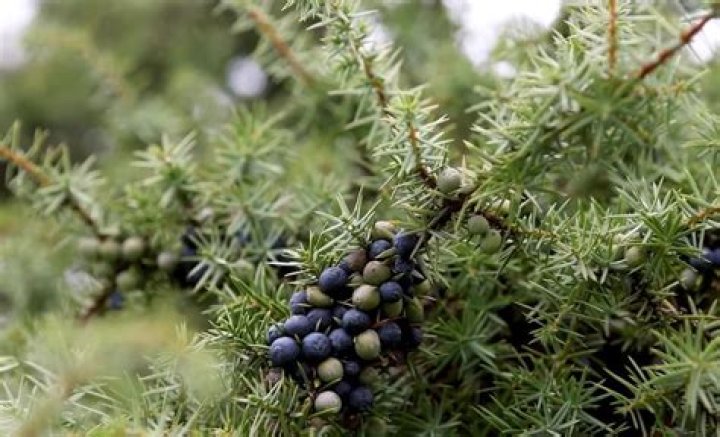 What states do juniper trees grow