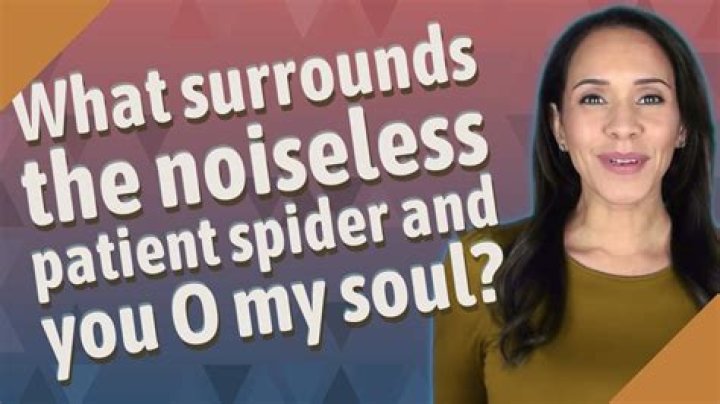 What surrounds the noiseless patient spider