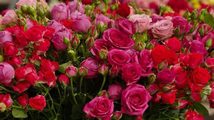 What time of day is best to plant