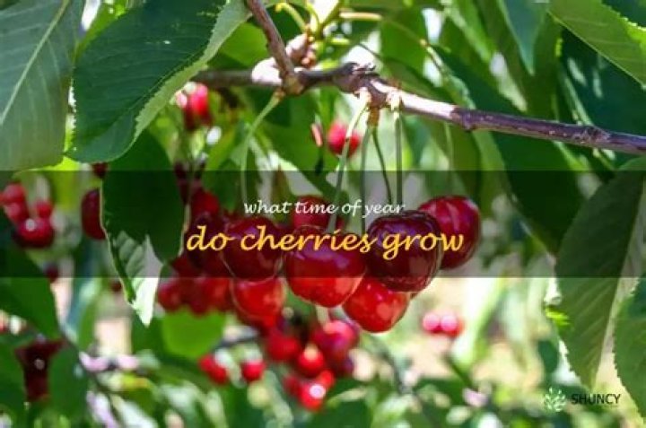 What time of year do you harvest cherries