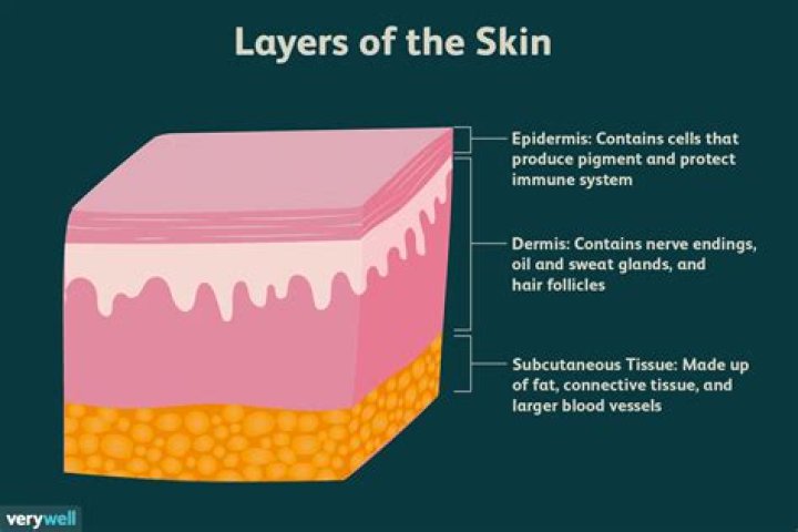 What tissue are found in the skin